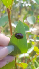 Paropsisterna semivittata