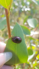 Paropsisterna semivittata