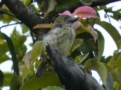 Pogoniulus scolopaceus