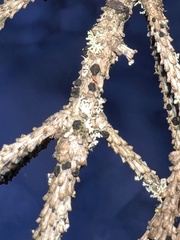 Tryblidiopsis magnesii