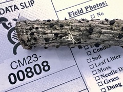 Tryblidiopsis magnesii