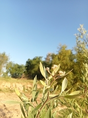 Tessaria integrifolia