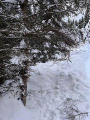 Tryblidiopsis magnesii