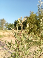 Tessaria integrifolia