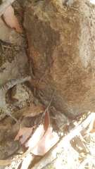 Neosparassus calligaster