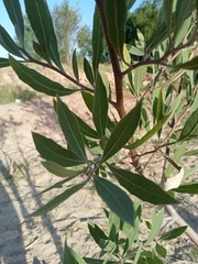 Tessaria integrifolia