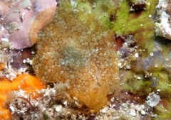 Nudipleura