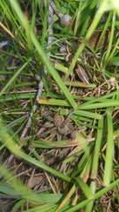 Neosparassus calligaster