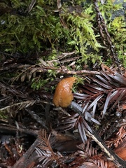 Rhodophana nitellina