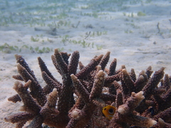 Chaetodon bennetti