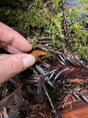 Rhodophana nitellina