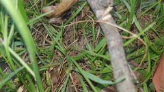 Neosparassus calligaster