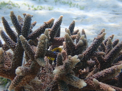 Chaetodon bennetti