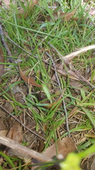 Neosparassus calligaster