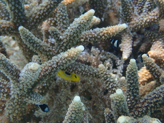 Chaetodon bennetti