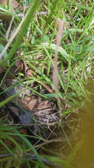 Neosparassus calligaster