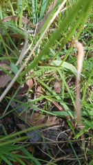 Neosparassus calligaster