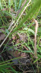 Neosparassus calligaster