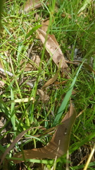 Neosparassus calligaster