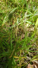 Neosparassus calligaster