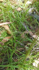 Neosparassus calligaster