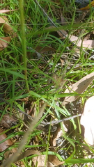 Neosparassus calligaster