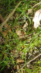 Neosparassus calligaster