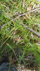 Neosparassus calligaster