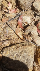 Neosparassus calligaster