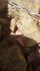 Neosparassus calligaster