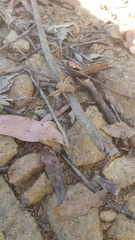 Neosparassus calligaster