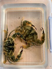 Charybdis japonica