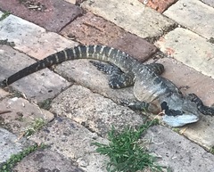 Intellagama lesueurii