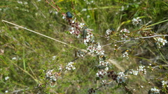 Chauliognathus lugubris