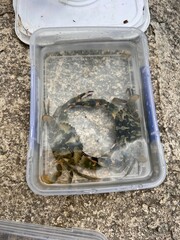 Charybdis japonica