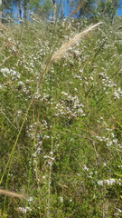 Chauliognathus lugubris
