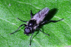 Bibio albipennis