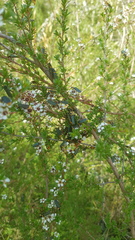 Chauliognathus lugubris