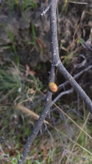 Paropsisterna fastidiosa