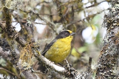 Atlapetes pallidinucha