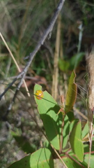 Paropsisterna fastidiosa