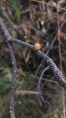 Paropsisterna fastidiosa