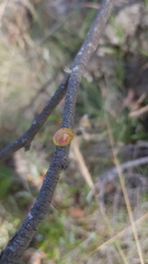 Paropsisterna fastidiosa