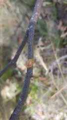 Paropsisterna fastidiosa