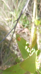 Paropsisterna fastidiosa