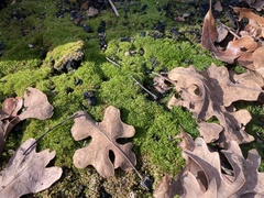 Funaria hygrometrica