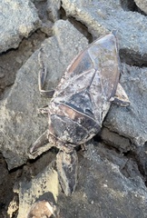 Lethocerus annulipes