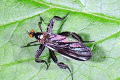 Rhamphomyia longicauda