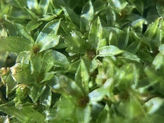 Funaria hygrometrica