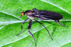 Rhamphomyia longicauda